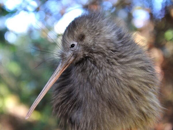 Te Puia Kiwi Conservation Centre | Rotorua Family Activities