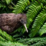 New baby kiwi Manawa welcomed to Te Puia whānau